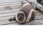 Seal Merch