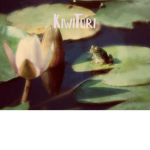 KiwiTori