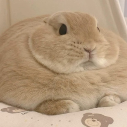 bunny