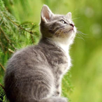 Thekittykingdom