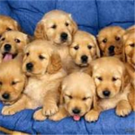 Puppy or Dog Lovers