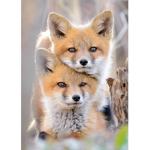 Fox :3