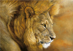 Lion Lovers 101