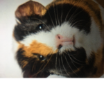 Guinea pig/hamster/purple squad
