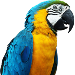 Parrot CIan