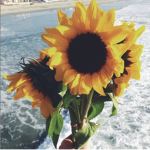 .’ Sunflowers by the Ocean ‘.
