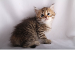 Kittys~