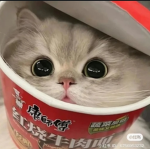 cat love you guys