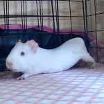 pippo ୨ৎ