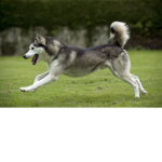 Husky SiblingHood