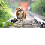 -Doggies rule-