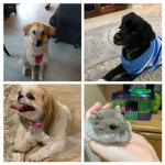 Dogster Squad