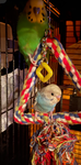 Budgie And Birbz