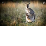 kangaroo time