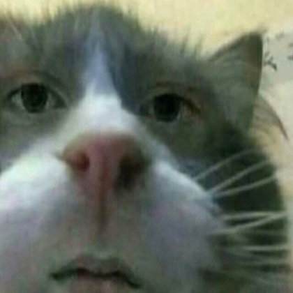 cursed cat stare Roblox decal
