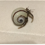 cool hermit crabs