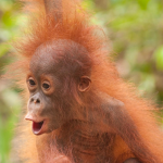 Monkey Of Wisdom
