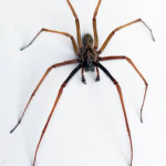 Spider Clann