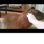 CAPYBARA TEAM JOIN