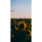 Sunxshine's Aesthetic Clothing