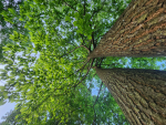 Trees Bees