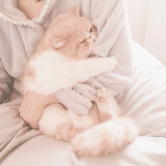 softycat