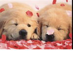 Dogs シ