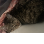BOXHEAD