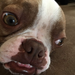 MooseDoge