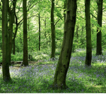 ~ Nature Fan Group ~