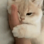 kitty!s