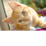 G Kat Fan Group