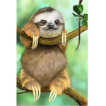 The sloths family