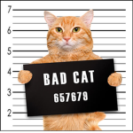 The Copy Cat Gang