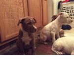 PUPPY GAMES!
