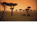 {My pride}