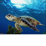 Save the turtles all kinds tho like leather backs!