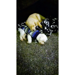 The cute puppy and dog club
