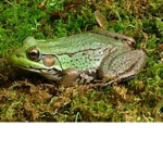 Frogs Forever United