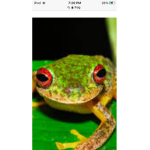 Froggy hop