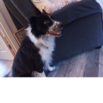 Fan club for predro my dog