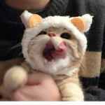 ś a i k i