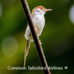 Common Tailorbird Airlines