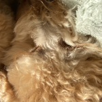 Puppy are cute!!