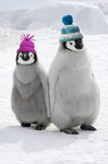 Pengo people
