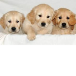 Bailey group of awesome