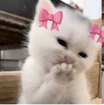 -CAT$ $OUL!