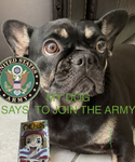 Element1339's army