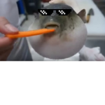 The Pufferfish Gang