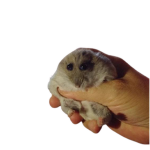 hampterr